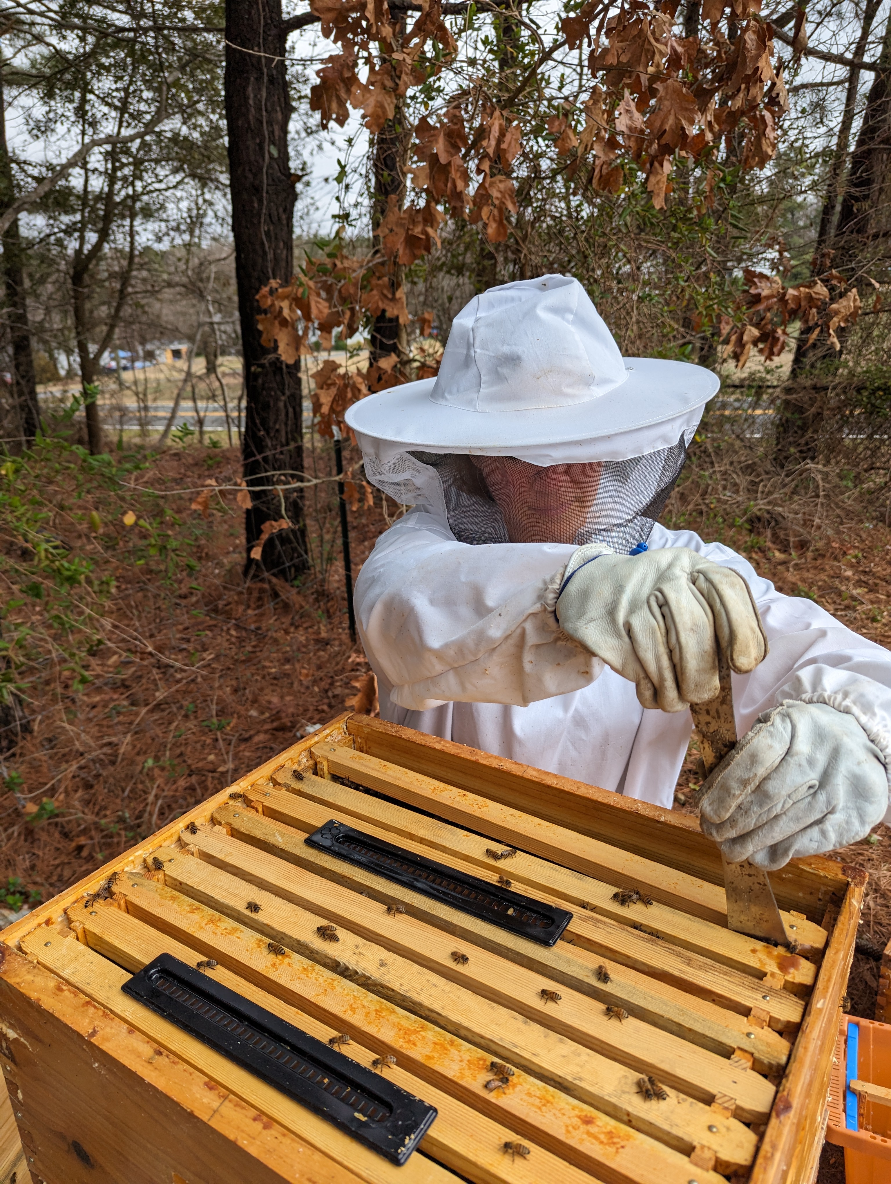 Beehive Update